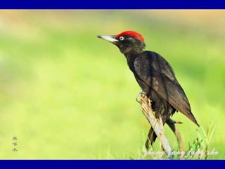 Chasseurs d images bal