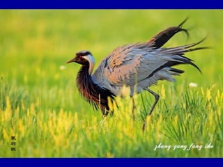 Chasseurs d images bal