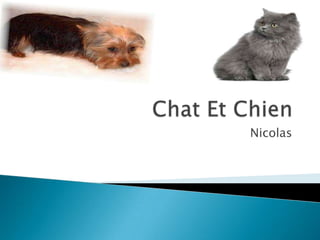 Chat Et Chien Nicolas 