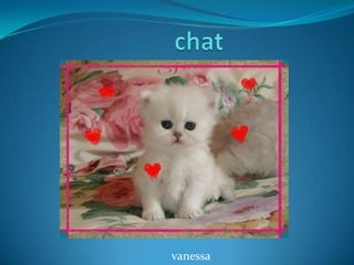 chat vanessa 