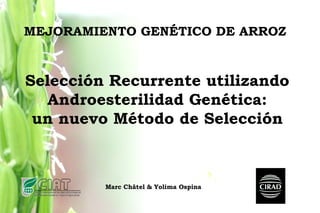 MEJORAMIENTO GENÉTICO DE ARROZ
Marc Châtel & Yolima Ospina
Selección Recurrente utilizando
Androesterilidad Genética:
un nuevo Método de Selección
 