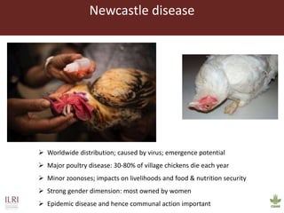 Vaccines and diagnostics—The case for regional One Health centres of excellence 