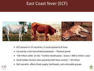 Vaccines and diagnostics—The case for regional One Health centres of excellence 