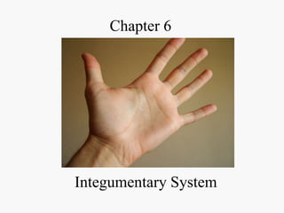 Chapter 6

Integumentary System

 