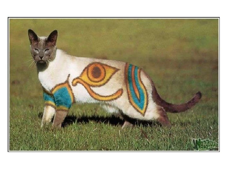 Chats Maquilles