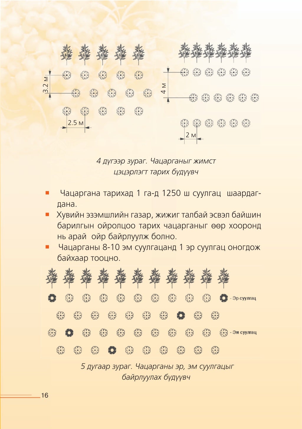 Чацаргана тарьж ургуулах гарын авлага