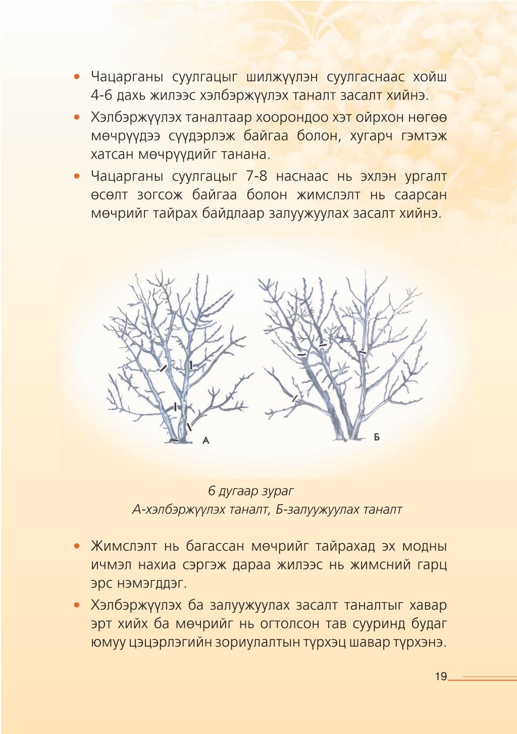 Чацаргана тарьж ургуулах гарын авлага