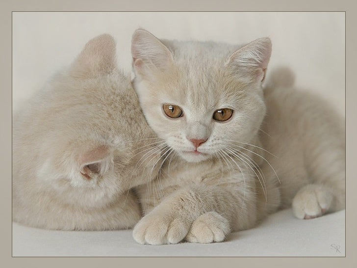 Chats British Short Hairs De Toutes Couleurs