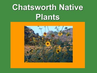Chatsworth Native
Plants
 