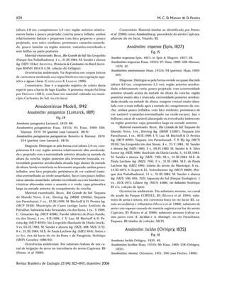 1134 M. C. D. Mansur & D. Pereira
Revista Brasileira de Zoologia 23 (4): 1123–1147, dezembro 2006
(altura 4,8 cm, comprimento 5,0 cm); região anterior relativa-
mente baixa e pouco projetada; concha pouco inflada; umbos
relativamente baixos e pequenos com bico pequeno e pouco
projetado, sem sulco mediano; perióstraco castanho-amarela-
do, pouco lamelar na região anterior, castanho-esverdeado e
sem brilho na parte posterior.
Material examinado. BRASIL, Rio Grande do Sul: São Leopoldo
(Parque dos Trabalhadores), 1 v., 31.III.1984, M. Sander e alunos
leg. (MZU 594a); ARGENTINA, Provincia de Corrientes: rio Batel (lectó-
tipo BMNH 1854.9.4.28, coleção do Orbigny).
Ocorrências ambientais. Na Argentina em corpos lóticos
de correnteza moderada ou corpos lênticos com vegetação aqu-
ática e águas claras (CASTELLANOS & LANDONI 1990).
Comentário. Esse é o segundo registro de coleta desta
espécie para a bacia do lago Guaíba. A primeira citação foi feita
por ORTMANN (1921), com base em material coletado no muni-
cípio Cachoeira do Sul, no rio Jacuí.
Anodontitinae Modell, 1942
Anodontites patagonicus (Lamarck, 1819)
Fig. 14
Anodonta patagonica Lamarck, 1819: 88.
Anodontites patagonicus: Haas, 1931b: 95; Haas, 1969: 566;
Mansur, 1970: 39 (partim) (non Lamarck, 1819).
Anodontites patagonicus patagonicus: Bonetto & Mansur, 1970:
254 (partim) (non Lamarck, 1819).
Diagnose. Distingue-se pela forma oval (altura 3,9 cm, com-
primento 6,4 cm); região anterior relativamente alta, arredonda-
da e projetada com a extremidade anterior situada na metade da
altura da concha; região posterior alta levemente truncada, ex-
tremidade posterior arredondada situada logo abaixo da metade
da altura; borda ventral reta ou levemente arqueada; umbos pouco
inflados, sem bico projetado; perióstraco de cor variável (casta-
nho-avermelhado ao verde-amarelado), liso e com pouco brilho;
nácar salmão-amarelado, salmão-esverdeado ou com bandas con-
cêntricas alternadas entre o amarelo e o verde; capa prismática
larga na metade anterior do comprimento da concha.
Material examinado. BRASIL, Rio Grande do Sul: Taquara
do Mundo Novo, 5 ex., Ihering leg. (SBMF 12040a); Taquara
(rio Paranhana), 1 ex., 12.XI.1999, M. Bischoff & D. Pereira leg.
(MCP 7649); Município de Caará (antigo Santo Antônio da
Patrulha), balneário João Fernandes, rio dos Sinos, 1 ex., V.1999,
C. Gimarães leg. (MCP 8288); Parobé (distrito do Poço Fundo,
rio dos Sinos), 1 ex., 9.II.1999., I. V. Luz; M. Bischoff & D. Pe-
reira leg. (MCP 8293); São Leopoldo (Banhado da Olaria Linck),
5 vs, 03.IX.1983, M. Sander e alunos leg. (MZU 468, MZU 473);
8 v., 31.III.1984, M.E. de Paula Luchese leg. (MZU 694); AMÉRICA
DO SUL, rios da bacia do rio da Prata e da Patagônia, Holótipo
(MHN Genebra 1086/93).
Ocorrências ambientais. Em substrato lodoso de um ca-
nal de irrigação de arroz na microbacia do arroio Capivara, RS
(PEREIRA et al. 2000).
Comentário. Material similar ao identificado por PEREIRA
et al. (2000) como Anodontites sp. procedente do arroio Capivara,
afluente do rio Jacuí, Triunfo, RS.
Anodontites trapezeus (Spix, 1827)
Fig. 15
Anodon trapezeus Spix, 1827; in Spix & Wagner, 1827: 28.
Anodontites trapezeus: Haas, 1931b: 97; Haas, 1969: 568; Mansur,
1970: 42.
Anodontites mortonianus: Haas, 1931b: 94 (partim); Haas, 1969:
565.
Diagnose. Distingui-se pela forma ovóide ou quase discóide
(altura 4,9 cm, comprimento 5,5 cm); região anterior arredon-
dada, relativamente curta, pouco projetada, com a extremidade
anterior situada acima da metade da altura da concha; região
posterior muito alta e truncada, extremidade posterior arredon-
dada situada na metade da altura; margem ventral muito abau-
lada com a mais inflada após a metade do comprimento da con-
cha; umbos pouco inflados, com bico evidente; perióstraco de
cor variável (castanho-avermelhado ou verde-escuro), liso e
brilhoso; nácar de variável (alaranjado ou esverdeado) iridescente
na região posterior; capa prismática larga na metade anterior.
Material examinado. BRASIL, Rio Grande do Sul: Taquara do
Mundo Novo, 1ex., Ihering leg. (SBMF 12087); Taquara (rio
Paranhana), 1 ex., 09.II.1999, I. V. Luz; M. Bischoff & D. Pereira
leg. (MCP 8292); Taquara, (rio Paranhana)L. T. P. Ely leg. (MCN
2614); São Leopoldo (rio dos Sinos), 4 v., 25.V.1984., M. Sander
e alunos leg. (MZU 586); 2 v., 09.IV.1983, M. Sander & A. Silva
Junior leg. (MZU 698); (banhado da Olaria Linck), 3., 03.IX.1983,
M. Sander e alunos leg. (MZU 730); 28 v., 31.III.1984, M.E. de
Paula Luchese leg. (MZU 704); 2 v., 31.III.1984, M.E. de Paula
Luchese leg. (MZU 696); (olaria do arroio da Manteiga), 6 ex.,
12.XI.1075, V. Lopes & I.L. Veitenheimer leg. (MCN 4669); (Par-
que dos Trabalhadores), 11 v., 31.III.1984, M. Sander e alunos
leg. (MZU 590, 695, 703); Sapucaia do Sul (Parque Zoológico), 1
ex., 20.X.1975, Liliane leg. (MCN 4488); rio Solimões (holótipo
ZS s/n, coleção do Spix).
Ocorrências ambientais. Em substrato arenoso, no canal
do açude do Parque COPESUL, RS (MANSUR et al. 1994); subs-
trato de areia e seixos, em corenteza fraca no rio Jacuí, RS, ca-
nais secundários e tributários (MANSUR et al. 1988); substrato de
areia com espessa camada de matéria orgânica na foz do arroio
Capivara, RS (PEREIRA et al. 2000); substrato arenoso (valvas va-
zias junto com A. lucidus e A. iheringi), no rio Paranhana,
Taquara, RS (dados de coleção, MCP).
Anodontites lucidus (Orbigny, 1835)
Fig. 16
Anodonta lucida Orbigny, 1835: 40.
Anodontites lucidus: Haas, 1931b: 90; Haas, 1969: 558 (Orbigny,
1835).
Anodontites clessini: Ortmann, 1921: 594 (non Fischer, 1890).
 