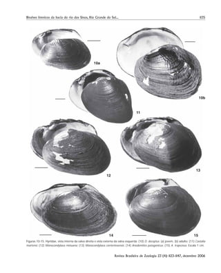 1135Bivalves límnicos da bacia do rio dos Sinos, Rio Grande do Sul...
Revista Brasileira de Zoologia 23 (4): 1123–1147, dezembro 2006
Figuras 10-15. Hyriidae, vista interna da valva direita e vista externa da valva esquerda: (10) D. deceptus: (a) jovem, (b) adulto; (11) Castalia
martensi; (12) Monocondylaea minuana; (13) Monocondylaea corrientesensis; (14) Anodontites patagonicus; (15) A. trapezeus. Escala 1 cm.
11
13
12
10a
10b
1514
 