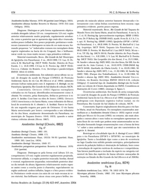 1136 M. C. D. Mansur & D. Pereira
Revista Brasileira de Zoologia 23 (4): 1123–1147, dezembro 2006
Anodontites lucidus: Mansur, 1970: 48 (partim) (non Orbigny, 1835).
Anodontites obtusus lucidus: Bonetto & Mansur, 1970: 255 (non
Orbigny, 1835).
Diagnose. Distingue-se pela forma regularmente elíptica-
ovalada alongado (altura 3,0 cm, comprimento 5,9 cm); região
anterior relativamente muito projetada, regularmente arredon-
da, como a posterior que se apresenta algo mais alta e truncada;
umbos pouco inflados, bico pouco projetado; perióstraco verde-
escuro (raramente se distinguem os raios de cor mais escura, for-
mando pequenos “vs” imbricados comuns em exemplares desta
espécie registrados na bacia do rio Uruguai), liso e brilhante;
nácar verde ou cinza muito escuro; capa primática evidente.
Material examinado. BRASIL, Rio Grande do Sul: Município
de Igrejinha (rio Paranhana), 2 ex., 09.II.1999, I.V. Luz, D. Pe-
reira & M. Bischoff leg. (MCP 7646); Parobé, Distrito de Poço
Fundo, 1 v, 10.II.1999, I.V.Luz & D. Pereira leg. (MCP 7654);
URUGUAI, Colonia: rio Rosário, 4 ex. (lectótipo e paralectótipos
BMNH 1854.12.4.834).
Ocorrências ambientais. Em substrato areno-siltoso no ca-
nal, de desagüe do açude do Parque COPESUL de Proteção
Ambiental, bacia do rio Caí, RS (MANSUR et al. 1994); substrato
arenoso (valvas vazias junto com A. trapezeus e A. iheringi), no rio
Paranhana, Igrejinha, Rio Grande do Sul (dados de coleção, MCP).
Comentário. ORTMANN (1921) figurou exemplares
coletados no rio Vacacaí, identificados erroneamente como A.
clessini. No entanto, pelas ilustrações, deduz-se pertencer à es-
pécie A. lucidus. Com base na obra de IHERING (1893), ORTMANN
(1921) mencionou o rio Santa Maria, como tributário do Ibicuí,
local de ocorrência de A. clessini (= A. lucidus). Parece ter havi-
do um segundo engano por parte de Ortmann. O rio Santa
Maria mencionado por IHERING correspondia a um tributário
do rio dos Sinos, atualmente denominado rio Paranhana, no
município de Taquara (IHERING 1910, 1923), quando o autor
visitou colônias alemãs (HENSEL 1867).
Anodontites iheringi (Clessin, 1882)
Fig. 17
Anodonta iheringi Clessin, 1882: 191.
Anodonta iheringi: Clessin, 1888: 171.
Anodontites mortonianus: Haas, 1931b: 94-95 (partim); Haas,
1969: 565. (non Lea, 1834).
Anodontites iheringi: Morretes, 1949: 27.
Anodontites patagonicus patagonicus: Bonetto & Mansur, 1970:
254 (partim).
Diagnose. Distingue-se pela forma oval (altura 3,6 cm,
comprimento 5,9 cm); região anterior regularmente projetada,
levemente afilada, e a região posterior truncada; bordas, dorsal
e ventral, regularmente arqueadas; extremidade posterior abai-
xo da metade da altura; ligamento relativamente muito espes-
so assim como a concha junto à charneira, especialmente na
região umbonal; umbos inflados, largos e o bico pouco eviden-
te; Perióstraco verde-escuro (os raios de cor mais escuras às ve-
zes visíveis), liso brilhante; nácar cinza com pouco brilho; im-
pressão do músculo adutor anterior bastante demarcada e in-
ternamente com várias linhas concêntricas bem escuras; capa
primática evidente, porém pouco espessa.
Material examinado. BRASIL, Rio Grande do Sul: Taquara do
Mundo Novo (rio Santa Maria, atual rio Paranhana), 4 exs (a, b,
e, f, o), H. Ihering leg. (provavelmente topótipos, SBMF 11995);
3 exs, Dr. P. Bohny leg. (NHMB 1642); açude, 8 exs (b, d, f, k, l, n,
s, qu), H. Ihering leg. (SBMF 11992); Igrejinha (29º36’ e 50º50’,
rio Paranhana), 1 v., 09.II.1999, D. Pereira, M. Bischoff & I. Luz
leg. (topótipo, MCP 7644); Taquara (rio Paranhana), 1 ex.,
09.II.1999, D. Pereira, M. Bischoff & I. Luz (MCP 7643); 30 exs +
4 vs, T.P. Ely leg. (MCN 2614); Parobé (distrito do Poço Fundo,
rio dos Sinos), 1 v., 9.II.1999., I. V. Luz; M. Bischoff & D. Pereira
leg. (MCP 7645); São Leopoldo (rio dos Sinos), 2 vs, 25.V.1984.,
M. Sander e alunos leg. (MZU 692); (rio dos Sinos, Est SIII, foz do
canal da Av. João Correa), 1 ex., 16.II.1979, CESB-DMAE leg.
(MCN 6458); (banhado da Olaria Linck), 2 vs, 03.IX.1983, M.
Sander e alunos leg. (MZU 697); 1 ex., 11.XI.1985, M. Sander leg.
(MZU 700); (Parque dos Trabalhadores), 4 vs, 31.III.1984, M.
Sander e alunos leg. (MZU 695). Anodontites ferrarisi: URUGUAI,
Colônia, rio Rosário (lectótipo BMNH 1854.9.4.34, coleção
Orbigny). O material tipo de Anodontites iheringi não foi locali-
zado na coleção de Clessin depositada no SMNS. Considerou-se
ilustrações de CLESSIN (1882), estampa 4, figura 5.
Ocorrências ambientais. Em fundo de areia compactada,
no canal de desagüe do açude do Parque COPESUL de Proteção
Ambiental, bacia do rio Caí, (MANSUR et al. 1994); margens areno-
pedregosas com deposição orgânica (valvas vazias), no rio
Paranhana, Rio Grande do Sul (dados de coleção, MCP).
Comentário. Espécie originalmente descrita para o rio San-
ta Maria, atual rio Paranhana. Os exemplares examinados asse-
melham-se a Anodontites ferrarisi (ORBIGNY 1835) espécie revali-
dada por MANSUR & OLAZARRI (1995); no entanto, são mais alon-
gados e menos altos e nem todos os exemplares apresentam os
raios finos de cor verde que podem estar anastomosados ou im-
bricados formando longas ornamentações com a forma da letra
“v” sobre a área umbonal e central, que são característicos da
espécie A. ferrarisi.
Restringe-se a localidade tipo de A. iheringi (CLESSIN 1882)
para o rio Paranhana (29º36’S e 50º50’W), no município de
Igrejinha. Tanto a localidade tipo como a área de ocorrência
no lago Guaíba tem sofrido pressão antrópica, principalmente
através da poluição hídrica e destruição de habitats, bem como
a introdução de espécies exóticas de moluscos e competidoras.
Tais fatores justificaram a inclusão da espécie na categoria vul-
nerável da lista das espécies da fauna silvestre ameaçadas de
extinção no Estado do Rio Grande do Sul (MANSUR et al. 2003b).
Anodontites tenebricosus (Lea, 1834)
Fig. 18
Anodonta tenebricosa Lea, 1834,: 78; 1832-1874: 78.
Mycetopus plicatus Clessin, 1882: 191 (non Mycetopus plicatus
Sowerby, 1868).
 
