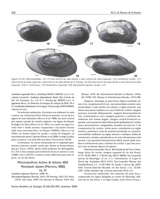 1138 M. C. D. Mansur & D. Pereira
Revista Brasileira de Zoologia 23 (4): 1123–1147, dezembro 2006
Anodonta trapesialis: BRASIL, (holótipo MHNG 1086/83, ex.11 e 12,
coleção Lamarck); Anodonta riograndensis: Brasil, Rio Grande do
Sul, rio Camaquã, 4v., s/d, H. v. Ihering leg. (BMNH s/n,); A.
giganteus: BRASIL, rio Solimões (6 síntipos da coleção de SPIX, ZS s/
n); Anodontites forbesianus: rio Uruguai, Wyman leg. (NMNH 86694,
coleção de Lea).
Ocorrências ambientais. Ocorreram em substrato de areia
e seixos, em correntezas fortes, fracas ou ausentes, no rio Jacuí e
alguns de seus tributários (MANSUR et al. 1988); em areia coberta
por espessa camada de matéria orgânica, nas lagoas da Estação
Ecológica do Taím (MANSUR et al. 1991); em canal com água cor-
rente forte e fundo arenoso compactado e em fundo arenoso
mole com correnteza fraca, no Parque COPESUL (MANSUR et al.
1994); em fundo lodoso de açudes e canais de irrigação, na
microbacia do arroio Capivara (PEREIRA et al. 2000); no lago Guaíba,
junto ao junco e na areia fofa sem limo (VEITENHEIMER 1973b).
Comentário. As valvas examinadas de A. trapesialis apre-
sentam contorno variado, sendo que, dentre as formas ilustra-
das por SIMONE (1994), quatro delas puderam ser distinguidas:
D, I, H e J. Esta variação provavelmente levou os autores CLESSIN
(1888) e HAAS (1931b) a citarem nomes diferentes para esta es-
pécie, no rio dos Sinos.
Mycetopodinae Adams & Adams, 1856
Mycetopoda legumen (Martens, 1888)
Fig. 20
Anodonta legumen Martens, 1888: 65.
Mycetopoda legumen: Ihering, 1910: 120; Ihering, 1923: 537; Haas,
1931b: 103; Haas, 1969: 576; Bonetto & Mansur, 1970: 253;
Mansur, 1970: 48; Veitenheimer-Mendes & Mansur, 1978a:
38; 1978b: 532; Mansur & Veitenheimer-Mendes, 1979: 698.
Diagnose. Distingue-se pela forma elíptica-rombóide (al-
tura 3 cm, comprimento 8,5 cm), com extremidade anterior curta,
arredondada e mais estreita em relação a região posterior, que
forma uma ponta mediana ou com tendência ventral, margem
posterior truncada obliquamente, margem dorsal geralmente
reta, continuando-se com a margem posterior e a anterior nor-
malmente sem formar ângulo, margem ventral levemente ar-
queada; carena posterior baixa diminuindo gradualmente; umbos
pouco proeminentes e desgastados, situados em torno de ¼ do
comprimento da concha; valvas pouco entreabertas na região
anterior; perióstraco varia do amarelo-esverdeado ao castanho-
avermelhado, brilhante na região anterior e mediana; linhas de
crescimento notórias, percebendo-se às vezes demarcações mais
escuras; o pé apresenta intumescência distal, porém pode reco-
lher-se inteiramente para o interior da concha, o que não acon-
tece com as demais espécies do gênero.
Material examinado: BRASIL, Rio Grande do Sul: Novo Ham-
burgo (poço do carvão, margem esquerda do rio dos Sinos),
23.VI, 28.III.1986, C. J. Becker leg. (MCN 30006); São Leopoldo
(arroio da Manteiga), 12 ex., I. L. Veitenheimer, V. Lopes &
Sherer leg. (topótipos MCN 4537); São Leopoldo (Parque dos
Trabalhadores), 2 v., 31.III.1984, M. Sander e alunos leg. (MZU
592); Canoas (fazenda Muradás, rio dos Sinos), 1 ex., 22.XII.
1997, Felipe Quadros leg. (coleção particular FCQ s/n).
Ocorrências ambientais. Em substrato de areia fina e
compactada em águas abrigadas no arroio da Manteiga, aflu-
ente do rio dos Sinos, e no lago Guaíba, entre Ponta Grossa e
Figuras 16-20. Mycetopodidae: (16-17) vista interna da valva direita e vista externa da valva esquerda: (16) Anodontites lucidus; (17)
vista interna da valva esquerda e vista externa da valva direita de A. iheringi; (18-20) vista interna da valva direita e vista externa da valva
esquerda: (18) A. tenebricosus; (19) Anodontites trapesialis; (20) Mycetopoda legumen. Escala 1 cm.
16 17
19 20
18
 