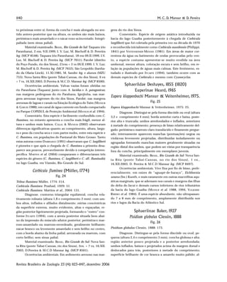 1140 M. C. D. Mansur & D. Pereira
Revista Brasileira de Zoologia 23 (4): 1123–1147, dezembro 2006
to próximas entre si; forma da concha é mais alongada no sen-
tido antero-posterior que na altura, os umbos são mais baixos,
perióstraco mais amarelado e o nácar roxo-acincentado. Integri-
paliada (sem sinus palial).
Material examinado. BRASIL, Rio Grande do Sul: Taquara (rio
Paranhana), 2 exs, 9.II.1999, I. V. Luz, M. Bischoff & D. Pererira
leg. (MCP 8548); Taquara (rio Paranhana), 18 exs 09.II.1999, I.V.
Luz, M. Bischoff & D. Pereira leg. (MCP 7651); Parobé (distrito
do Poço Fundo, rio dos Sinos), 21exs + 3 vs 09.II.1999, I. V. Luz;
M. Bischoff & D. Pereira leg. (MCP 7652); São Leopoldo (banha-
do da Olaria Linck), 11.XI.1985, M. Sander leg. e alunos (MZU
755); Nova Santa Rita (ponte Tabaí-Canoas, rio dos Sinos), 6 ex
+ 7 vs, 16.XII.2003, D.Pereira & M.C.D. Mansur leg. (MCP 8500).
Ocorrências ambientais. Valvas vazias foram obtidas no
rio Paranhana (Taquara) junto com A. lucidus e A. patagonicus;
nas margens pedregosas do rio Parahana, Igrejinha, nas mar-
gens arenosas íngremes do rio dos Sinos, Parobé; nas margens
arenosas de lagoas e canais na Estação Ecológica do Taím (MANSUR
& GARCES 1988); em canal de água corrente em fundo compactado
no Parque COPESUL de Proteção Ambiental (MANSUR et al. 1994).
Comentário. Esta espécie é facilmente confundida com C.
fluminea, no entanto apresenta a concha mais frágil, menor al-
tura e umbos mais baixos. CALLIL & MANSUR (2002) observaram
diferenças significativas quanto ao comprimento, altura, largu-
ra e peso da concha seca e com partes moles, entre esta espécie e
C. fluminea, em populações do Pantanal do Mato Grosso. Tanto
estas autoras como DARRIGRAN (1991) observaram que C. largillierti
é pioneira e que após a chegada de C. fluminea a primeira desa-
parece aos poucos, provavelmente devido à competição interes-
pecífica. MARTINS et al. (2004) compararam e diferenciaram três
espécies do gênero (C. fluminea, C. largillierti e C. aff. fluminalis)
no lago Guaíba, em Viamão, Rio Grande do Sul.
Corbicula fluminea (Müller, 1774)
Fig. 24
Telina fluminea Müller, 1774: 214.
Corbicula fluminea: Prashad, 1929: 51.
Corbicula fluminea: Martins et al., 2004: 131.
Diagnose. contorno triangular equilateral, concha rela-
tivamente robusta (altura 1,8 e comprimento 2 mm); com um-
bos altos, inflados e afilados distalmente; estrias concêntricas
da superfície externa, muito evidentes, altas e espaçadas; re-
gião posterior ligeiramente projetada, formando o “rostro” con-
forme ITUARTE (1994), com a aresta posterior situada bem abai-
xo da impressão do músculo adutor posterior; perióstraco mar-
rom-amarelado ou marrom-esverdeado, geralmente brilhante;
nácar branco ou levemente amarelado e sem brilho no centro,
com a borda abaixo da linha palial, arroxeada ou marrom, com
certo brilho; sem sinus palial.
Material examinado. BRASIL, Rio Grande do Sul: Nova San-
ta Rita (ponte Tabaí-Canoas, rio dos Sinos), 2ex. + 7 vs, 16.XII.
2003, D.Pereira & M.C.D Mansur leg. (MCP 8501).
Ocorrências ambientais. Em sedimento arenoso nas mar-
gens do rio dos Sinos.
Comentário. Espécie de origem asiática introduzida na
bacia do lago Guaíba posteriormente à chegada de Corbicula
largillierti que foi coletada pela primeira vez na década de 1970
e reconhecida inicialmente como Corbicula manilensis (Philippi,
1841) por VEITENHEIMER-MENDES (1981). Em áreas de maior cor-
renteza da água ou batimento de ondas provocadas pelo ven-
to, a espécie costuma apresentar-se muito erodida na área
umbonal, menor altura, coloração escura e sem brilho, em re-
lação às populações de águas mais calmas. Este fenômeno, es-
tudado e ilustrado por ITUARTE (1994), também ocorre com as
demais espécies de Corbicula e mesmo com Cyanocyclas.
Sphaeriidae Deshayes, 1855 (1820)
Euperinae Heard, 1965
Eupera klappenbachi Mansur & Veitenheimer, 1975.
Fig. 25
Eupera klappenbachi Mansur & Veitenheimer, 1975: 25.
Diagnose. Distingui-se pela forma discóide ou oval (altura
3,2 e comprimento 4 mm); borda anterior curta e baixa, poste-
rior alta e truncada; umbos arredondados e inflados, anteriores
à metade do comprimento; presença de bisso relativamente del-
gado; perióstraco marrom-claro translúcido e finamente pregue-
ado; internamente aparecem manchas (pontuações) negras ou
violáceas levemente projetadas, distribuídas isoladamente ou
agrupadas formando manchas maiores geralmente situadas na
região distal dos umbos, que podem ser vistas por transparência
fora da concha, principalmente em exemplares juvenis.
Material examinado. BRASIL, Rio Grande do Sul: Nova San-
ta Rita (ponte Tabaí-Canoas, no rio dos Sinos), 1 ex.,
16.XII.2003, D. Pereira & M.C.D Mansur leg. (MCP 8497).
Ocorrências ambientais. Vive fixa por fio de bisso, prefe-
rencialmente, em raízes de “aguapé-de-baraço”, Eichhornia
azurea (Sw.) Kunth, e mais raramente em outras macrófitas aqu-
áticas marginais, que se adensam nos canais e margens das ilhas
do delta do Jacuí e demais cursos inferiores de rios tributários
da bacia do lago Guaíba (MANSUR et al. 1988, 1994, VOLKMER-
RIBEIRO et al. 1984). É uma espécie abundante, não ultrapassan-
do 7 a 8 mm de comprimento, amplamente distribuída nos
rios e lagos da Bacia do Atlântico Sul.
Sphaeriinae Baker, 1927
Pisidium globulus Clessin, 1888
Fig. 26
Pisidium globulus Clessin, 1888: 173.
Diagnose. Distingue-se pela forma discóide ou oval; pe-
quena (altura 2,4 e comprimento 3 mm), concha globosa e alta;
região anterior pouco projetada e a posterior arredondada;
umbos inflados, baixos e projetados acima da margem dorsal e
deslocados para trás, posteriores à metade do comprimento;
superfície brilhante de cor branca a amarelo muito pálido; al-
 