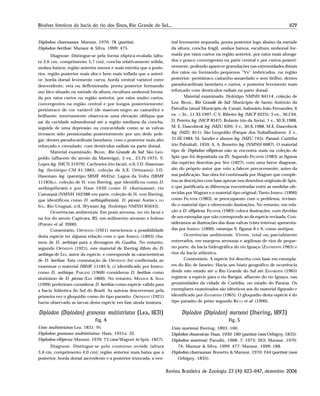 1129Bivalves límnicos da bacia do rio dos Sinos, Rio Grande do Sul...
Revista Brasileira de Zoologia 23 (4): 1123–1147, dezembro 2006
Diplodon charruanus: Mansur, 1970: 78 (partim).
Diplodon berthae: Mansur & Silva, 1999: 475.
Diagnose: Distingue-se pela forma elíptica-ovalada (altu-
ra 2,6 cm, comprimento 5,7 cm); concha relativamente sólida,
umbos baixos; região anterior menor e mais estreita que a poste-
rior, região posterior mais alta e bem mais inflada que a anteri-
or; borda dorsal levemente curva, borda ventral variável entre
descendente, reta ou deflexionada; ponta posterior formando
um bico situado na metade da altura; escultura umbonal forma-
da por raios curtos na região anterior, por raios muito curtos,
convergentes na região central e por longos posteriormente;
perióstraco de cor variável (de marrom-negro ao castanho) e
brilhante; internamente observa-se uma elevação oblíqua que
sai da cavidade subumbonal até a região mediana da concha,
seguida de uma depressão ou concavidade como se as valvas
tivessem sido pressionadas posteriormente por um dedo pole-
gar; dentes pseudocardinais lamelares, com o posterior mais alto
reforçado e crenulado, com dentículos radiais na parte dorsal.
Material examinado. BRASIL, Rio Grande do Sul: São Leo-
poldo (afluente do arroio da Manteiga), 5 ex., 23.IV.1975, V.
Lopes leg. (MCN 31979); Cachoeira (rio Jacuí), s/d, J.D. Haseman
leg. (lectótipo CM 61.5865, coleção de A.E. Ortmann); J.D.
Haseman leg. (parátipo SBMF 4642a); Lagoa da Volta (SBMF
11185b,c, coleção de H. von Ihering, que identificou como D.
aethiopiformis e por Haas 1930 como D. charruanus); rio
Camaquã (NMNH 162388 em parte, coleção de H. von Ihering,
que identificou como D. aethiopiformis). D. piceus: AMÉRICA DO
SUL, Rio Uruguai, s/d, Wyman leg. (holótipo NMNH 85643).
Ocorrências ambientais. Em praia arenosa, no rio Jacuí e
na foz do arroio Capivara, RS, em sedimento arenoso e lodoso
(PEREIRA et al. 2000).
Comentário. ORTMANN (1921) mencionou a possibilidade
desta espécie ter alguma relação com o que IHERING (1893) cha-
mou de D. aethiops para a drenagem do Guaíba. No entanto,
segundo ORTMANN (1921), este material de Ihering difere do D.
aethiops de LEA, autor da espécie, e corresponde às características
de D. berthae. Esta constatação de ORTMANN foi confirmada ao
examinar o material (SBMF 11185 b, c) identificado por IHERING
como D. aethiops. PARODIZ (1968) considerou D. berthae como
sinônimo de D. piceus (LEA 1860). No entanto, MANSUR & SILVA
(1999) preferiram considerar D. berthae como espécie válida para
a bacia Atlântica do Sul do Brasil. As autoras descreveram pela
primeira vez o gloquídio como do tipo parasito. ORTMANN (1921)
havia observado as larvas desta espécie em fase ainda imatura.
Diplodon (Diplodon) granosus multistriatus (Lea, 1831)
Fig. 4
Unio multistriatus Lea, 1831: 91.
Diplodon granosus multistriatus: Haas, 1931a: 32.
Diplodon elliptcus: Mansur, 1970: 73 (non Wagner in Spix, 1827).
Diagnose. Distingue-se pelo contorno ovóide (altura
3,4 cm, comprimento 4,0 cm); região anterior mais baixa que a
posterior, borda dorsal ascendente e a posterior truncada, a ven-
tral levemente arqueada, ponta posterior logo abaixo da metade
da altura; concha frágil, umbos baixos; escultura umbonal for-
mada por raios curtos na região anterior, por raios mais alonga-
dos e pouco convergentes na parte central e por curtos posteri-
ormente, podendo aparecer granulações nas extremidades distais
dos raios ou formando pequenos “Vs” imbricados, na região
posterior; perióstraco castanho-amarelado e sem brilho; dentes
pseudocardinais lamelares e curtos, o posterior levemente mais
reforçado com dentículos radiais na parte dorsal.
Material examinado. Holótipo NMNH 84114, coleção de
Lea; BRASIL, Rio Grande do Sul: Município de Santo Antônio da
Patrulha (atual Município de Caraá), balneário João Fernandes, 6
ex. + 3v., 11.XI.1997, C.V. Ribeiro leg. (MCP 6225); 3 ex., 30.I.94,
D. Pereira leg. (MCP 8547); Rolante (rio da Areia), 1 v., 30.X.1988,
M. E. Dasenbrok leg. (MZU 620); 3 v., 30.X.1988, M.E. Dasenbrok
leg. (MZU 811); São Leopoldo (Parque dos Trabalhadores), 2 v.,
31.III.1984, M. Sander e alunos leg. (MZU 745); Paraná: Curitiba
(rio Palmital), 1959, A. A. Bonetto leg. (NMNH 6687). O material
tipo de Diplodon ellipticus não se encontra mais na coleção de
Spix que foi depositada na ZS. Segundo FECHTER (1983) as figuras
das espécies descritas por SPIX (1827), com uma breve diagnose,
são do próprio autor que veio a falecer precocemente, antes da
sua publicação. Sua obra foi continuada por Wagner que comple-
tou as descrições com base apenas nos desenhos originais de Spix,
o que justificaria as diferenças encontradas entre as medidas ofe-
recidas por Wagner e o material tipo original. Tanto IHERING (1890)
como FECHTER (1983), se preocuparam com o problema, revisan-
do o material tipo e oferecendo ilustrações. No entanto, em rela-
ção a D. ellipticus, FECHTER (1983) coloca ilustrações, com dúvidas
de um exemplar que não corresponde ao da espécie revisada. Con-
sideramos as ilustrações das duas valvas (vista interna) apresenta-
das por IHERING (1890), estampa 9, figuras 8 e 9, como síntipos.
Ocorrências ambientais. Vivem, total ou parcialmente
enterrados, em margens arenosas e argilosas de rios de peque-
no porte, da bacia hidrográfica do rio Iguaçu (ZANARDINI 1965) e
rios da bacia atlântica.
Comentário. A espécie foi descrita com base em exempla-
res do Rio de Janeiro. Havia um hiato geográfico de ocorrência
desde este estado até o Rio Grande do Sul até ZANARDINI (1965)
registrar a espécie para o rio Barigui, afluente do rio Iguaçu, nas
proximidades da cidade de Curitiba, no estado do Paraná. Os
exemplares examinados são idênticos aos do material figurado e
identificado por ZANARDINI (1965). O gloquídio desta espécie é do
tipo parasito de peixe segundo RICCI et al. (1990).
Diplodon (Diplodon) martensi (Ihering, 1893)
Fig. 5
Unio martensi Ihering, 1893: 100.
Diplodon rhuacoicus: Haas, 1930: 180 (partim) (non Orbigny, 1835).
Diplodon martensi: Parodiz, 1968: 7; 1973: 263; Mansur, 1970:
74; Mansur & Silva, 1999: 477; Mansur, 1999: 188.
Diplodon charruanus: Bonetto & Mansur, 1970: 244 (partim) (non
Orbigny, 1835).
 