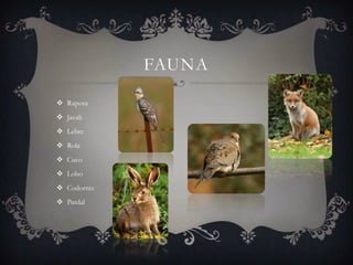 FAUNA

 Raposa
 Javali
 Lebre
 Rola
 Cuco
 Lobo
 Codorniz
 Pardal
 