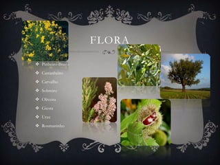 FLORA

 Pinheiro-Bravo
 Castanheiro
 Carvalho
 Sobreiro
 Oliveira
 Giesta
 Urze
 Rosmaninho
 