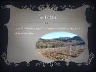 SOLOS

 Solos mediterrânicos pardos ou vermelhos de materiais argilosos e
de gnaisses ou afins.
 