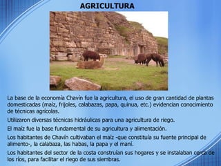   AGRICULTURA La base de la economía Chavín fue la agricultura, el uso de gran cantidad de plantas domesticadas (maíz, frijoles, calabazas, papa, quinua, etc.) evidencian conocimiento de técnicas agrícolas.  Utilizaron diversas técnicas hidráulicas para una agricultura de riego.  El maíz fue la base fundamental de su agricultura y alimentación.  Los habitantes de Chavín cultivaban el maíz -que constituía su fuente principal de alimento-, la calabaza, las habas, la papa y el maní.  Los habitantes del sector de la costa construían sus hogares y se instalaban cerca de los ríos, para facilitar el riego de sus siembras. 