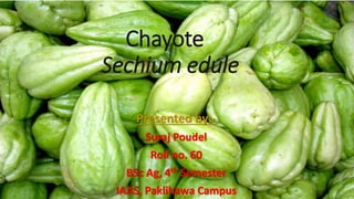 Chayote
Sechium edule
Presented by:-
Suraj Poudel
Roll no. 60
BSc Ag, 4th Semester
IAAS, Paklihawa Campus
 
