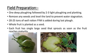 Fym Well Rotted Chayote | PPTX