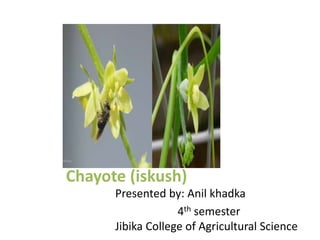 Chayote (iskush)
Presented by: Anil khadka
4th semester
Jibika College of Agricultural Science
 