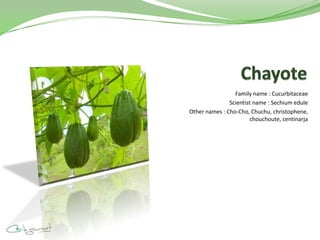 Family name : Cucurbitaceae
Scientist name : Sechium edule
Other names : Cho-Cho, Chuchu, christophene,
chouchoute, centinarja
 