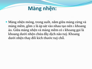Màng nhện:
 Màng nhện mỏng, trong suốt, nằm giữa màng cứng và
màng mềm, gồm 2 lá áp sát vào nhau tạo nên 1 khoang
ảo. Giữa màng nhện và màng mềm có 1 khoang gọi là
khoang dưới nhện chứa đầy dịch não tuỷ. Khoang
dưới nhện thay đổi kích thước tuỳ chỗ.
 