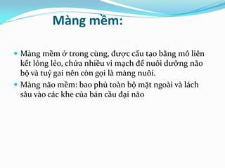 Màng mềm:
 Màng mềm ở trong cùng, được cấu tạo bằng mô liên
kết lỏng lẻo, chứa nhiều vi mạch để nuôi dưỡng não
bộ và tuỷ gai nên còn gọi là màng nuôi.
 Màng não mềm: bao phủ toàn bộ mặt ngoài và lách
sâu vào các khe của bán cầu đại não
 