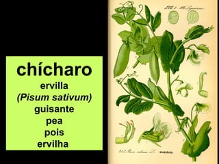 chícharo
ervilla
(Pisum sativum)
guisante
pea
pois
ervilha

 