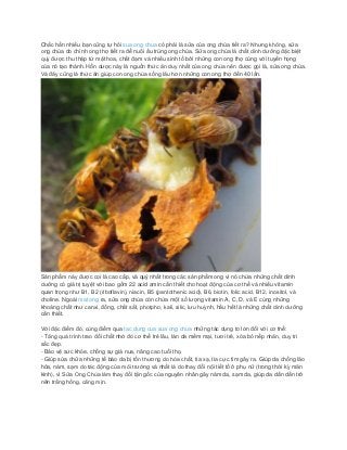 Chắc hẳn nhiều bạn cũng tự hỏi sua ong chua có phải là sữa của ong chúa tiết ra? Nhưng không, sữa
ong chúa do chính ong thợ tiết ra để nuôi ấu trùng ong chúa. Sữa ong chúa là chất dinh dưỡng đặc biệt
quý được thu thập từ mật hoa, chất đạm và nhiều sinh tố bởi những con ong thợ cùng với tuyến họng
của nó tạo thành. Hỗn dược này là nguồn thức ăn duy nhất của ong chúa nên được gọi là, sữa ong chúa.
Và đây cũng là thức ăn giúp con ong chúa sống lâu hơn những con ong thợ đến 40 lần.
Sản phẩm này được coi là cao cấp, và quý nhất trong các sản phẩm ong vì nó chứa những chất dinh
dưỡng có giá trị tuyệt vời bao gồm 22 acid amin cần thiết cho hoạt động của cơ thể và nhiều vitamin
quan trọng như B1, B2 (riboflavin), niacin, B5 (pantothenic acid), B6, biotin, folic acid, B12, inositol, và
choline. Ngoài mat ong ra, sữa ong chúa còn chứa một số lượng vitamin A, C, D, và E cùng những
khoáng chất như canxi, đồng, chất sắt, photpho, kali, silic, lưu huỳnh, hầu hết là những chất dinh dưỡng
cần thiết.
Với đặc điểm đó, cùng điểm qua tac dung cua sua ong chua những tác dụng to lớn đối với cơ thể:
- Tăng quá trình trao đổi chất nhờ đó cơ thể trẻ lâu, làn da mềm mại, tươi trẻ, xóa bỏ nếp nhăn, duy trì
sắc đẹp.
- Bảo vệ sức khỏe, chống sự già nua, nâng cao tuổi thọ.
- Giúp sửa chữa những tế bào da bị tổn thương do hóa chất, tia xạ, tia cực tím gây ra. Giúp da chống lão
hóa, nám, sạm do tác động của môi trường và nhất là do thay đổi nội tiết tố ở phụ nữ (trong thời kỳ mãn
kinh), vì Sữa Ong Chúa làm thay đổi tận gốc của nguyên nhân gây nám da, sạm da, giúp da dần dần trở
nên trắng hồng, căng mịn.
 