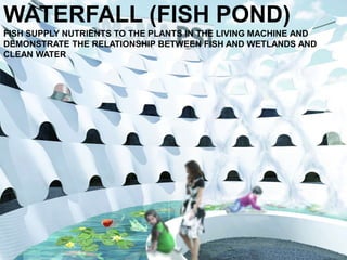 WATERFALL (FISH POND)
FISH SUPPLY NUTRIENTS TO THE PLANTS IN THE LIVING MACHINE AND
DEMONSTRATE THE RELATIONSHIP BETWEEN FISH AND WETLANDS AND
CLEAN WATER
 