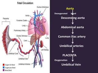 Aorta
Deoxygenated blood
Descending aorta
Abdominal aorta
Common iliac artery
Umbilical arteries
PLACENTA
Oxygenation
Umbilical Vein
 