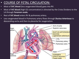 • COURSE OF FETAL CIRCULATION:
• Most of SVC blood (less oxygenated blood) goes into RV.
• Most of IVC blood (high O2 concentration) is directed by the Crista Dividens to the
LA through Foramen ovale.
• Rest of IVC blood enters RV & pulmonary artery.
• Less oxygenated blood in Pulmonary artery flows through Ductus Arteriosus to
descending aorta and then to placenta for oxygenation.
 