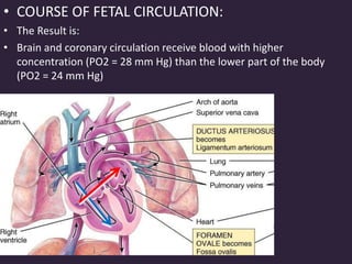 • COURSE OF FETAL CIRCULATION:
• The Result is:
• Brain and coronary circulation receive blood with higher
concentration (PO2 = 28 mm Hg) than the lower part of the body
(PO2 = 24 mm Hg)
 