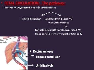 • FETAL CIRCULATION: The pathway:
Placenta  Oxygenated blood  Umbilical vein
Hepatic circulation Bypasses liver & joins IVC
via ductus venosus
Partially mixes with poorly oxygenated IVC
blood derived from lower part of fetal body
 