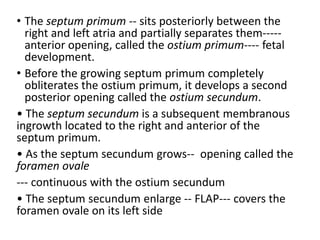 • The septum primum -- sits posteriorly between the
right and left atria and partially separates them-----
anterior opening, called the ostium primum---- fetal
development.
• Before the growing septum primum completely
obliterates the ostium primum, it develops a second
posterior opening called the ostium secundum.
• The septum secundum is a subsequent membranous
ingrowth located to the right and anterior of the
septum primum.
• As the septum secundum grows-- opening called the
foramen ovale
--- continuous with the ostium secundum
• The septum secundum enlarge -- FLAP--- covers the
foramen ovale on its left side
 