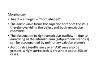 Morphology.
• heart -- enlarged -- “boot-shaped”
• The aortic valve forms the superior border of the VSD,
thereby overriding the defect and both ventricular
chambers.
• The obstruction to right ventricular outflow --- due to
narrowing of the infundibulum (subpulmonic stenosis)
can be accompanied by pulmonary valvular stenosis.
• Aortic valve insufficiency or an ASD may also be
present; a right aortic arch is present in about 25% of
cases.
 