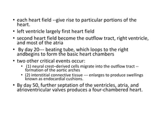 • each heart field --give rise to particular portions of the
heart.
• left ventricle largely first heart field
• second heart field become the outflow tract, right ventricle,
and most of the atria
• By day 20--- beating tube, which loops to the right
andbegins to form the basic heart chambers
• two other critical events occur:
• (1) neural crest–derived cells migrate into the outflow tract --
formation of the aortic arches
• (2) interstitial connective tissue --- enlarges to produce swellings
known as endocardial cushions.
• By day 50, further septation of the ventricles, atria, and
atrioventricular valves produces a four-chambered heart.
 
