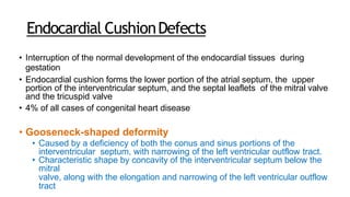 Endocardial CushionDefects
• Interruption of the normal development of the endocardial tissues during
gestation
• Endocardial cushion forms the lower portion of the atrial septum, the upper
portion of the interventricular septum, and the septal leaflets of the mitral valve
and the tricuspid valve
• 4% of all cases of congenital heart disease
• Gooseneck-shaped deformity
• Caused by a deficiency of both the conus and sinus portions of the
interventricular septum, with narrowing of the left ventricular outflow tract.
• Characteristic shape by concavity of the interventricular septum below the
mitral
valve, along with the elongation and narrowing of the left ventricular outflow
tract
 