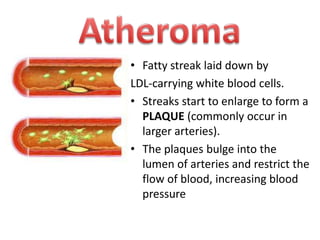 • Fatty streak laid down by
LDL-carrying white blood cells.
• Streaks start to enlarge to form a
PLAQUE (commonly occur in
larger arteries).
• The plaques bulge into the
lumen of arteries and restrict the
flow of blood, increasing blood
pressure

 