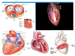  After reaching fetus the blood flows through the inferior
vena cava
 IVC Empties into the right atrium of the heart
 T...