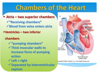Chambers of the Heart
 Atria – two superior chambers
“Receiving chambers”
Blood from veins enters atria
Ventricles – t...