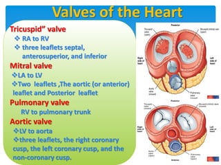 Valves of the Heart
Tricuspid” valve
 RA to RV
 three leaflets septal,
anterosuperior, and inferior
Mitral valve
LA to ...