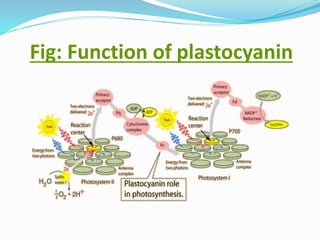 Fig: Function of plastocyanin
 