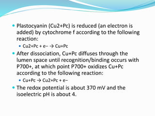  Plastocyanin (Cu2+Pc) is reduced (an electron is
added) by cytochrome f according to the following
reaction:
 Cu2+Pc + e− → Cu+Pc
 After dissociation, Cu+Pc diffuses through the
lumen space until recognition/binding occurs with
P700+, at which point P700+ oxidizes Cu+Pc
according to the following reaction:
 Cu+Pc → Cu2+Pc + e−
 The redox potential is about 370 mV and the
isoelectric pH is about 4.
 