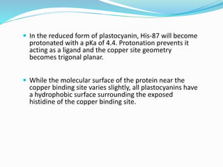  In the reduced form of plastocyanin, His-87 will become
protonated with a pKa of 4.4. Protonation prevents it
acting as a ligand and the copper site geometry
becomes trigonal planar.
 While the molecular surface of the protein near the
copper binding site varies slightly, all plastocyanins have
a hydrophobic surface surrounding the exposed
histidine of the copper binding site.
 