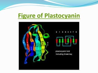 Figure of Plastocyanin
 