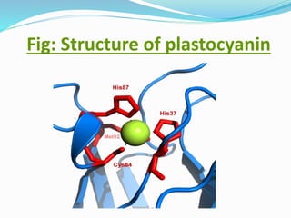 Fig: Structure of plastocyanin
 