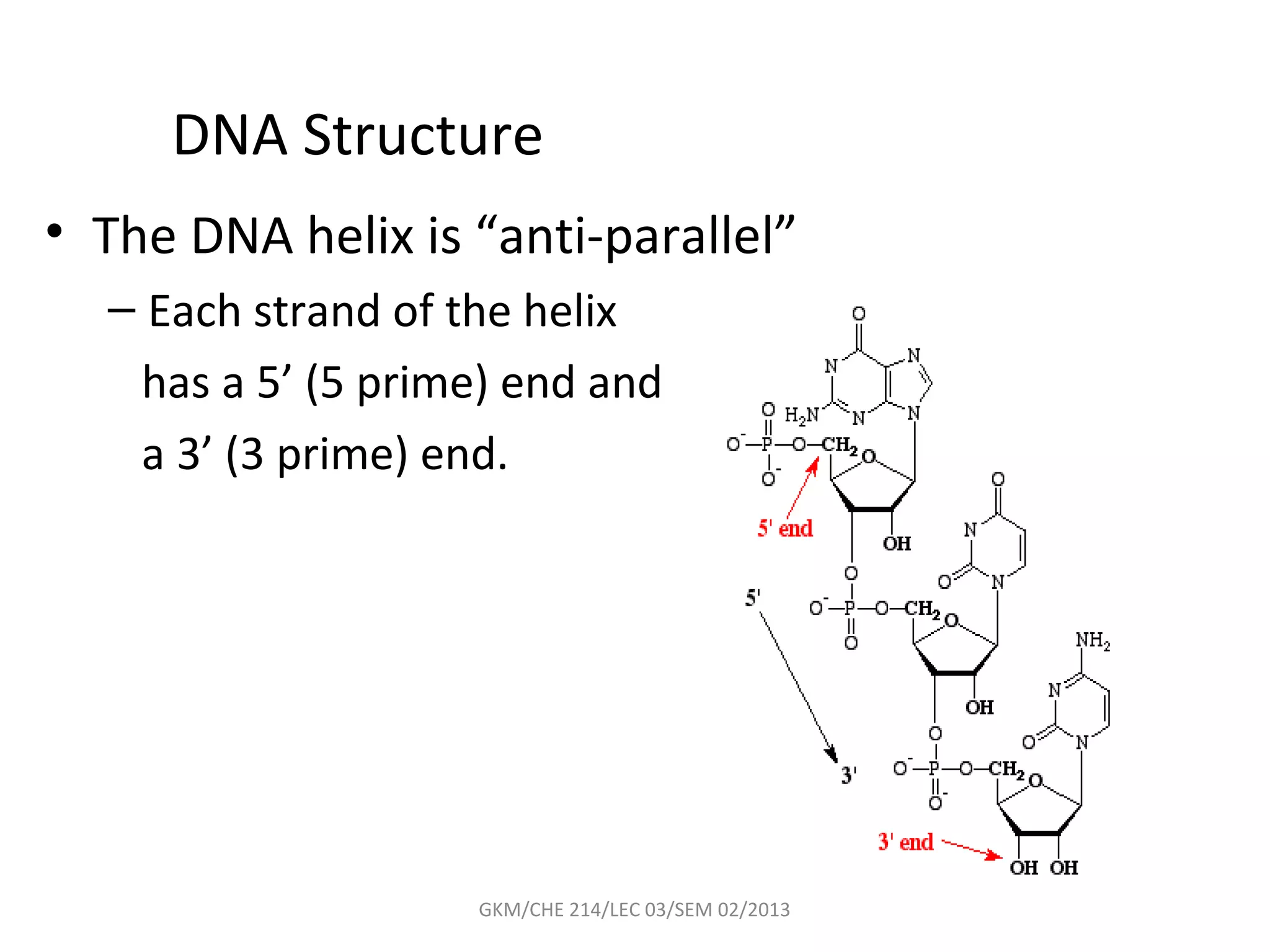 DNA Structure
• The DNA helix is “anti-parallel”
  – Each strand of the helix
    has a 5’ (5 prime) end and
    a 3’ (3 prime) end.




                    GKM/CHE 214/LEC 03/SEM 02/2013
 